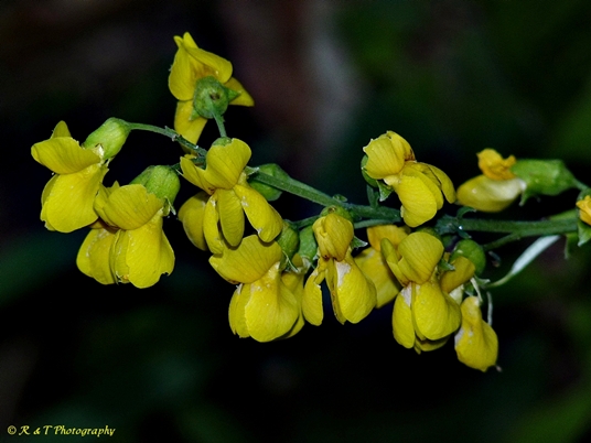 {Thermopsis fraxinifolia}